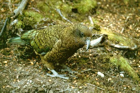 Kea