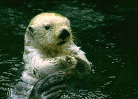 Seeotter