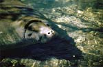 Manatee