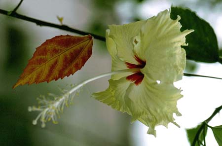 Hibiskus