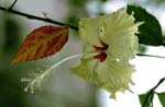 Hibiskus