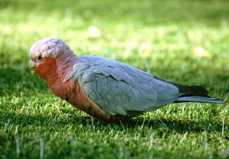 Rosella