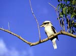 Kookaburra