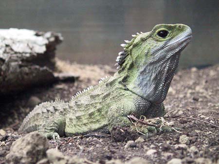 Tuatara