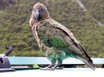 Kea