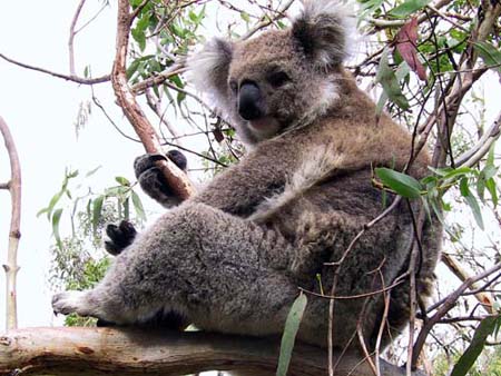 Koala