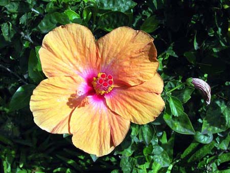 Hibiscus