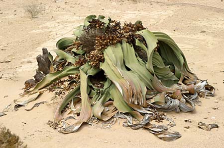 Welwitschia