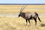 Oryx-Antilope