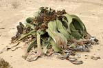 Welwitschia