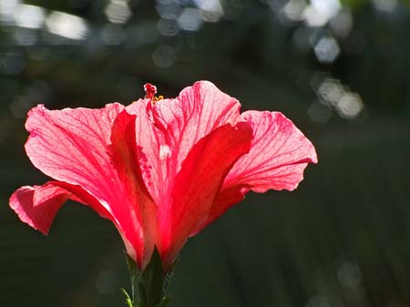 Hibiscus-1