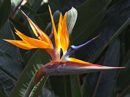 Strelitzia