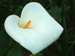 Calla