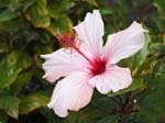 Hibiscus-2