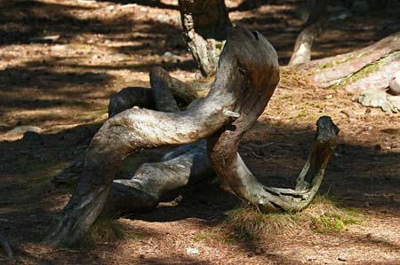 Trollskogen