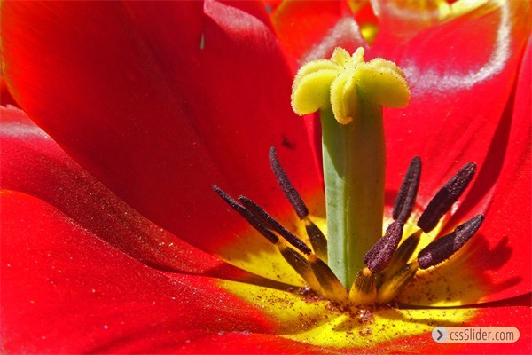 tulpe