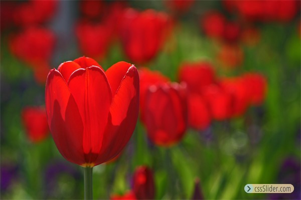 tulpen