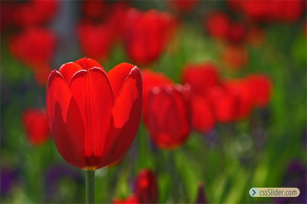 tulpen